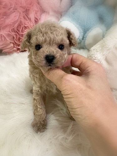 トイプードルの子犬(ID:1291011021)の2枚目の写真/更新日:2026-02-17