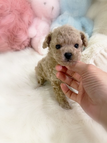 トイプードルの子犬(ID:1291011021)の3枚目の写真/更新日:2026-02-17