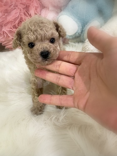 トイプードルの子犬(ID:1291011021)の4枚目の写真/更新日:2026-02-17