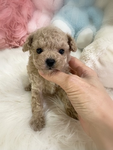 トイプードルの子犬(ID:1291011021)の5枚目の写真/更新日:2026-02-17