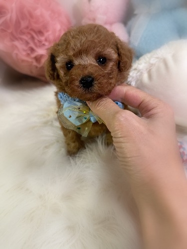 トイプードルの子犬(ID:1291011022)の1枚目の写真/更新日:2026-03-09