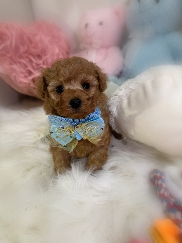 トイプードルの子犬(ID:1291011022)の2枚目の写真/更新日:2026-03-09