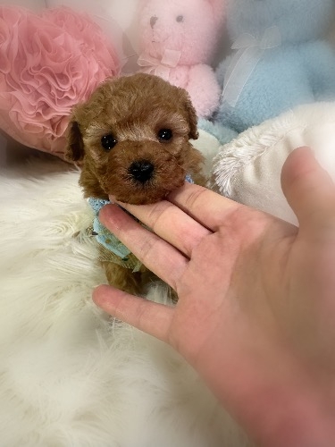 トイプードルの子犬(ID:1291011022)の3枚目の写真/更新日:2026-03-09
