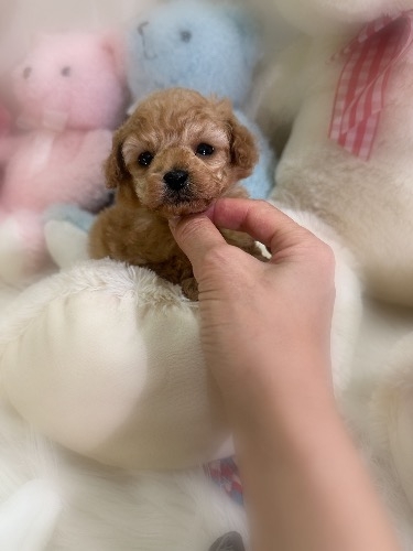 トイプードルの子犬(ID:1291011023)の1枚目の写真/更新日:2026-03-09