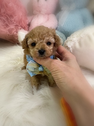 トイプードルの子犬(ID:1291011023)の2枚目の写真/更新日:2026-03-09