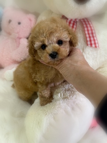 �g�C�v�[�h���̎q���iID:1291011023�j��4���ڂ̎ʐ^/�X�V��:2026-03-21