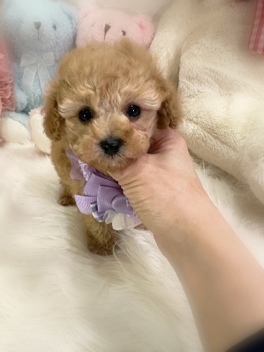 �g�C�v�[�h���̎q���iID:1291011023�j��5���ڂ̎ʐ^/�X�V��:2026-03-21