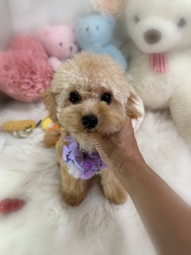 トイプードルの子犬(ID:1291011023)の8枚目の写真/更新日:2026-08-30