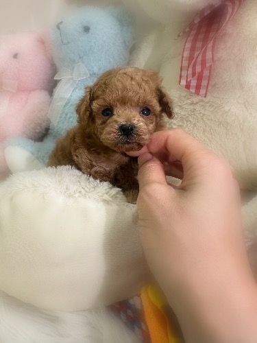 トイプードルの子犬(ID:1291011024)の1枚目の写真/更新日:2026-03-09