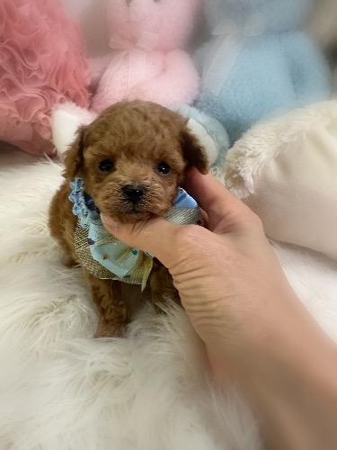 トイプードルの子犬(ID:1291011024)の2枚目の写真/更新日:2026-03-09