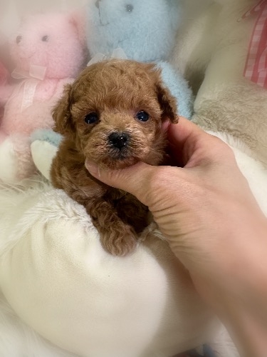 トイプードルの子犬(ID:1291011024)の3枚目の写真/更新日:2026-03-09