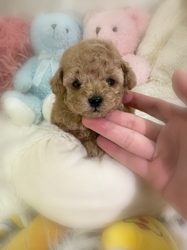 ミックスの子犬(ID:1291011025)の1枚目の写真/更新日:2026-03-12