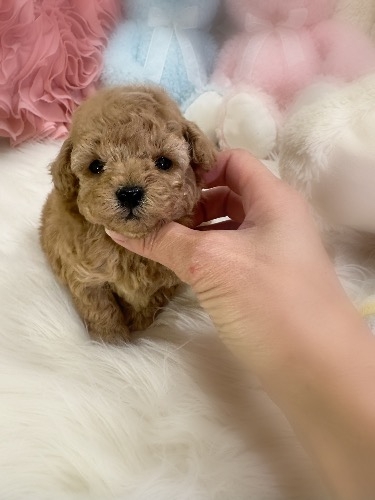 ミックスの子犬(ID:1291011025)の2枚目の写真/更新日:2026-03-12