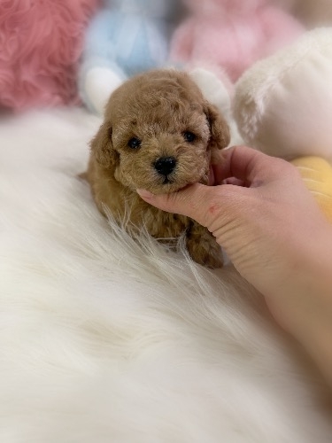 ミックスの子犬(ID:1291011025)の4枚目の写真/更新日:2026-03-12