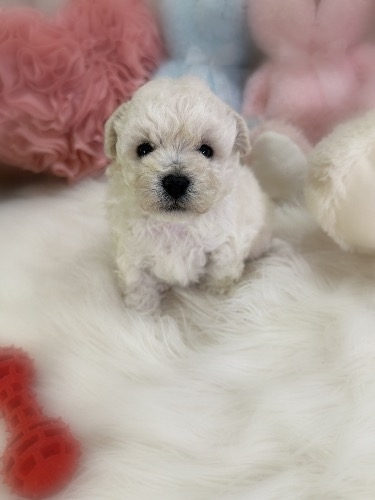 ミックスの子犬(ID:1291011026)の1枚目の写真/更新日:2026-03-12