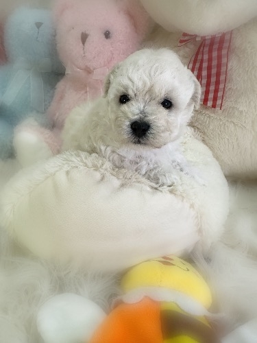 ミックスの子犬(ID:1291011026)の2枚目の写真/更新日:2026-03-12