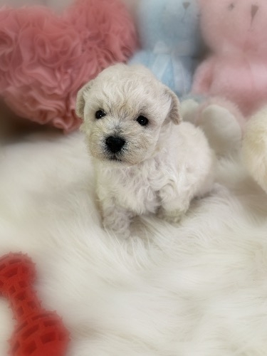 ミックスの子犬(ID:1291011026)の3枚目の写真/更新日:2026-03-12