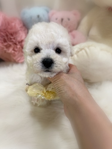 ミックスの子犬(ID:1291011026)の5枚目の写真/更新日:2026-03-27