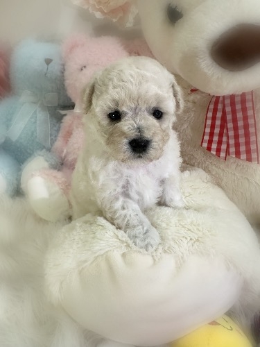 ミックスの子犬(ID:1291011027)の1枚目の写真/更新日:2026-03-12