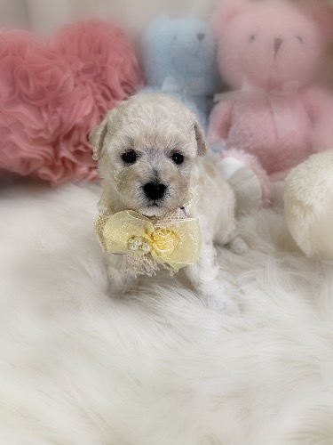 ミックスの子犬(ID:1291011027)の2枚目の写真/更新日:2026-03-12