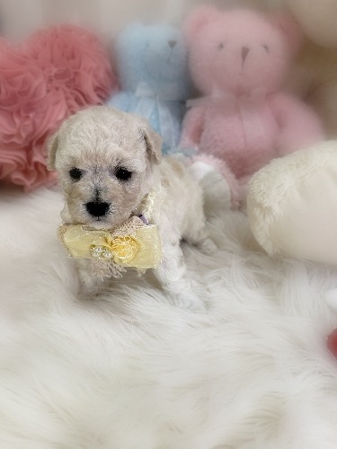 ミックスの子犬(ID:1291011027)の4枚目の写真/更新日:2026-03-12