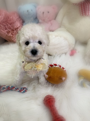 ミックスの子犬(ID:1291011027)の5枚目の写真/更新日:2026-03-27