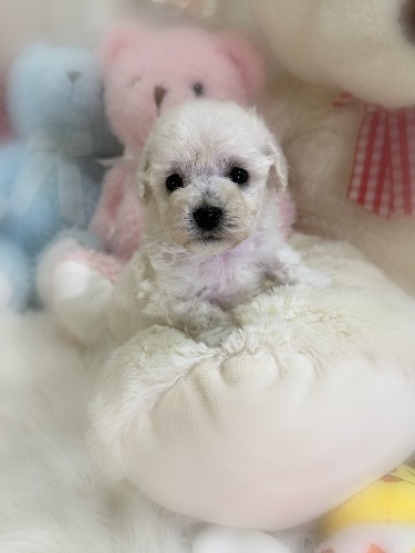 ミックスの子犬(ID:1291011028)の1枚目の写真/更新日:2026-03-14