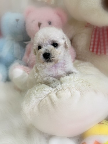 ミックスの子犬(ID:1291011028)の2枚目の写真/更新日:2026-03-14