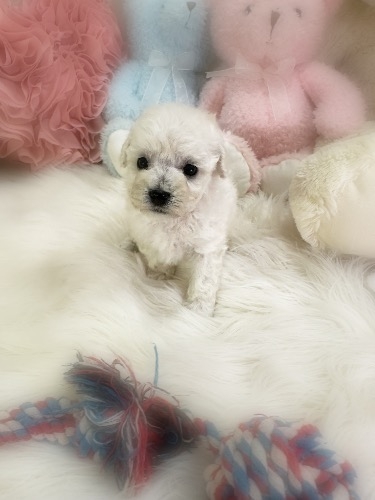 ミックスの子犬(ID:1291011028)の3枚目の写真/更新日:2026-03-14