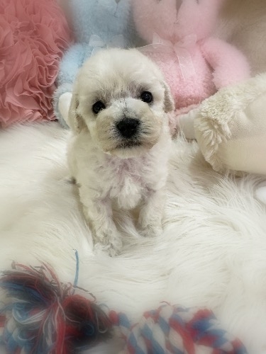 ミックスの子犬(ID:1291011028)の4枚目の写真/更新日:2026-03-14