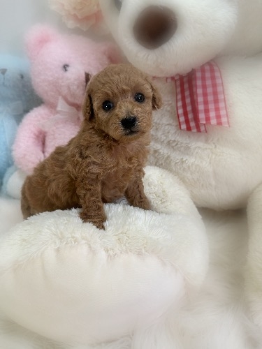 トイプードルの子犬(ID:1291011029)の1枚目の写真/更新日:2026-03-14