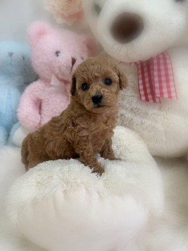 トイプードルの子犬(ID:1291011029)の2枚目の写真/更新日:2026-03-14