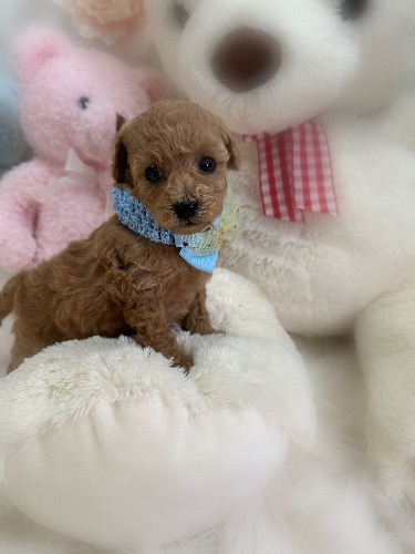 トイプードルの子犬(ID:1291011029)の3枚目の写真/更新日:2026-03-14