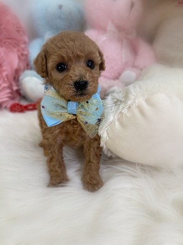 トイプードルの子犬(ID:1291011029)の4枚目の写真/更新日:2026-03-14