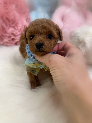トイプードルの子犬(ID:1291011030)の1枚目の写真/更新日:2026-03-15