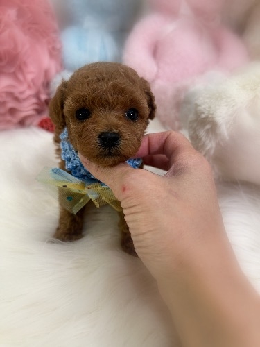 トイプードルの子犬(ID:1291011030)の2枚目の写真/更新日:2026-03-15