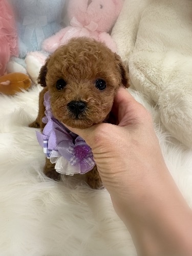 �g�C�v�[�h���̎q���iID:1291011030�j��4���ڂ̎ʐ^/�X�V��:2026-03-21