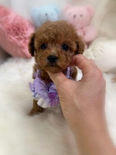 トイプードルの子犬(ID:1291011030)の5枚目の写真/更新日:2026-03-27