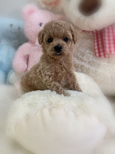 �g�C�v�[�h���̎q���iID:1291011031�j��1���ڂ̎ʐ^/�X�V��:2026-03-15