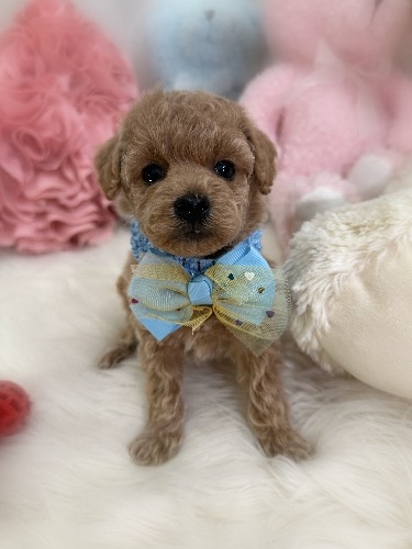 �g�C�v�[�h���̎q���iID:1291011031�j��2���ڂ̎ʐ^/�X�V��:2026-03-15