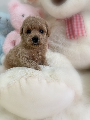 �g�C�v�[�h���̎q���iID:1291011031�j��3���ڂ̎ʐ^/�X�V��:2026-03-15