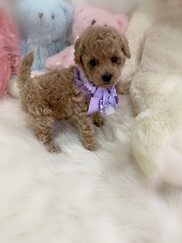 �g�C�v�[�h���̎q���iID:1291011031�j��4���ڂ̎ʐ^/�X�V��:2026-03-21