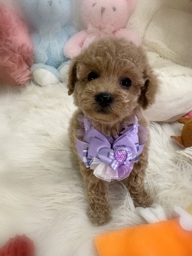 トイプードルの子犬(ID:1291011031)の5枚目の写真/更新日:2026-03-29
