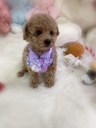 トイプードルの子犬(ID:1291011031)の6枚目の写真/更新日:2026-03-29