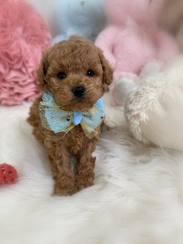 トイプードルの子犬(ID:1291011032)の1枚目の写真/更新日:2026-03-19