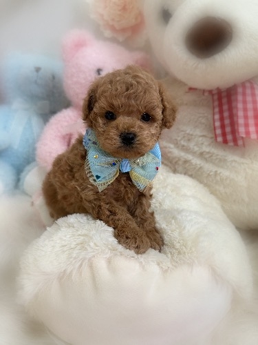 トイプードルの子犬(ID:1291011032)の2枚目の写真/更新日:2026-03-19