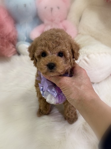 トイプードルの子犬(ID:1291011032)の5枚目の写真/更新日:2026-03-27