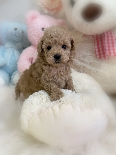 トイプードルの子犬(ID:1291011033)の1枚目の写真/更新日:2026-03-19