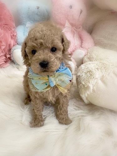 トイプードルの子犬(ID:1291011033)の3枚目の写真/更新日:2026-03-19