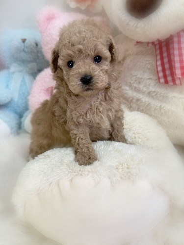 トイプードルの子犬(ID:1291011033)の4枚目の写真/更新日:2026-03-19